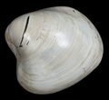 Polished Fossil Clam - Large Size #5267-2